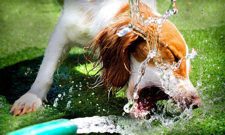 garder votre chien hydraté