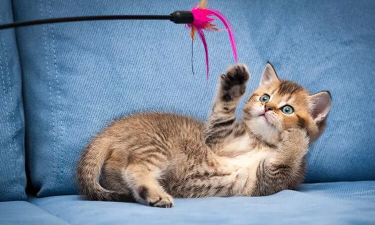 chat jouant avec une baguette de plume