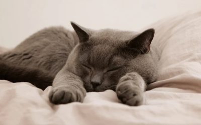 Comment encourager votre chat à dormir la nuit ?