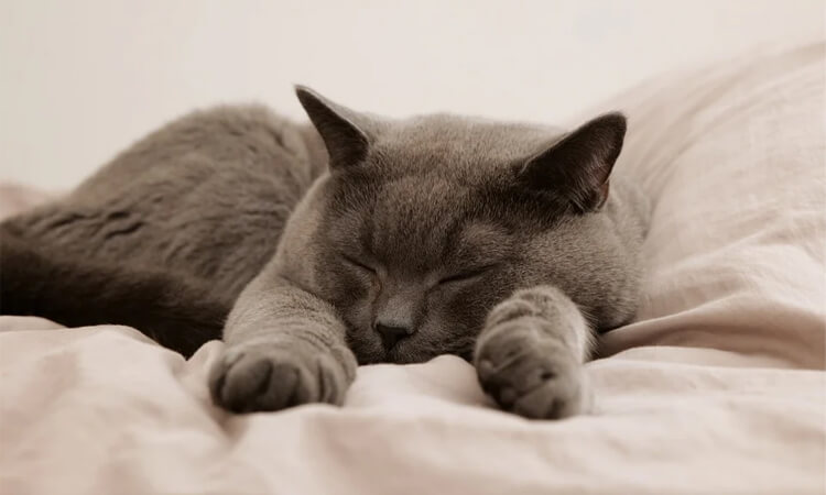 encourager votre chat à dormir la nuit