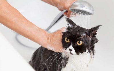 Comment baigner un chat à la maison ?