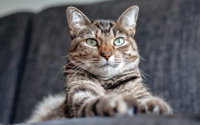 10 conseils pour garder votre chat heureux