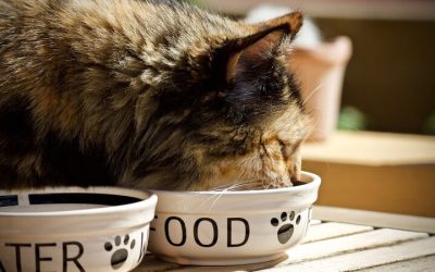 5 nutriments essentiels dont votre chat a besoin