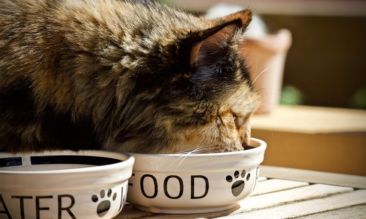 nutriments essentiels dont votre chat a besoin