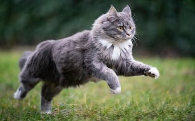 7 Adorables Grandes Races de Chats