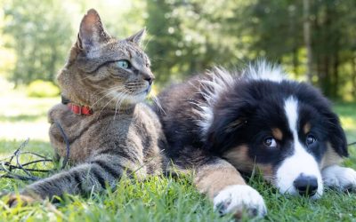 Les chats sont-ils plus intelligents que les chiens ?