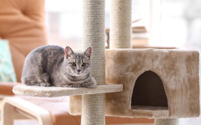 7 avantages sous-estimés d’un arbre à chat