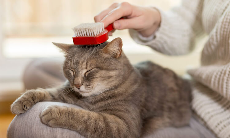 brosser un chat