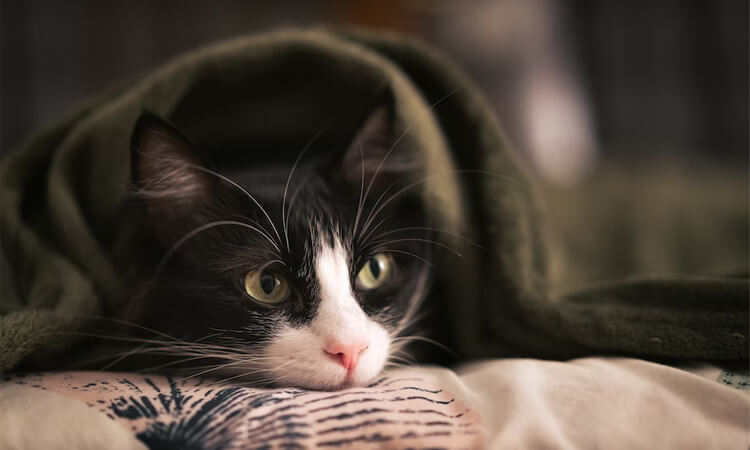 chat avec couverture