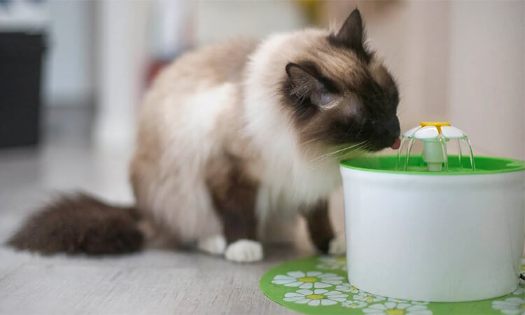 chat boit de l'eau