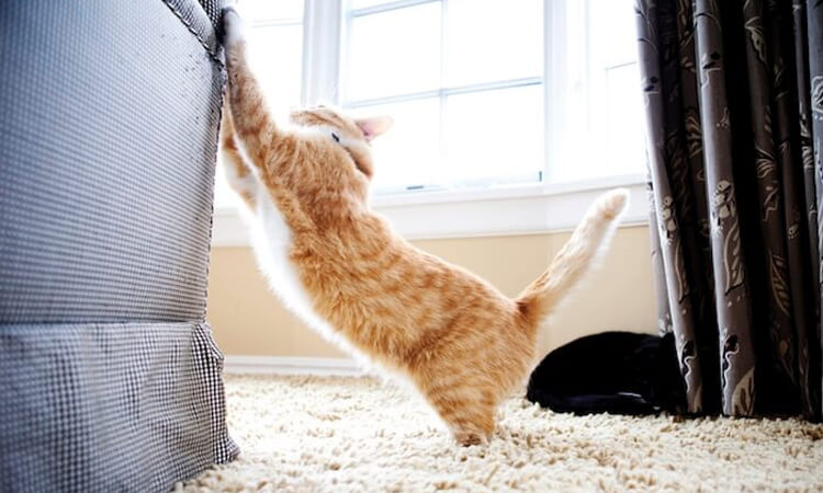 chat qui gratte les meubles