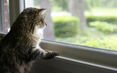 Pourquoi les chats bavardent avec les oiseaux ?