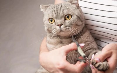 Comment couper les griffes de votre chat à la maison ?