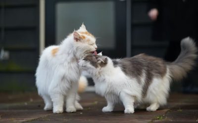 Pourquoi deux chats valent mieux qu’un ?