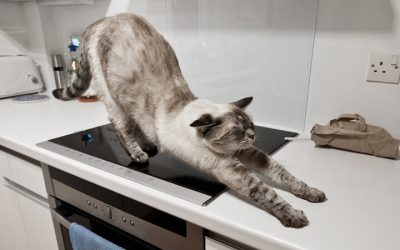 Comment empêcher les chats de sauter sur les comptoirs ?