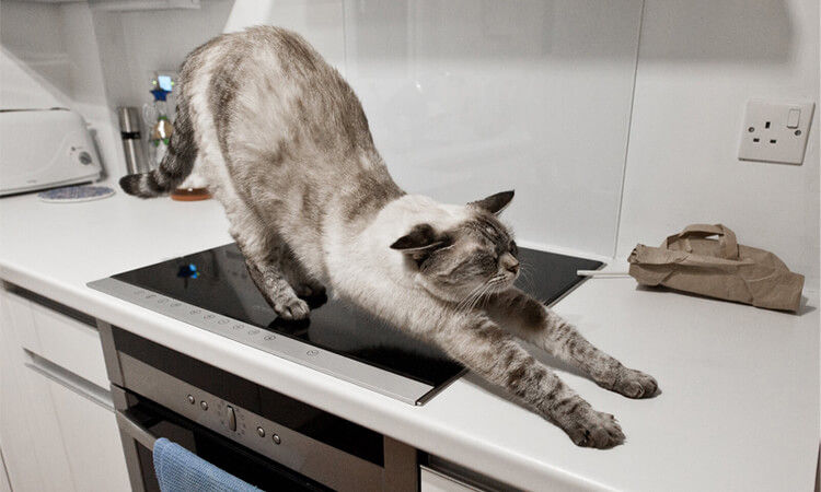 empêcher les chats de sauter sur les comptoirs