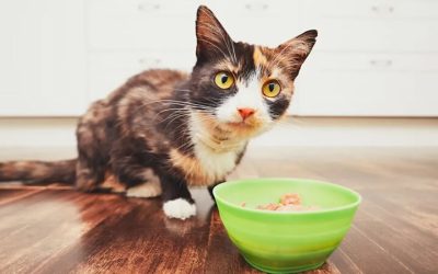 Comment empêcher un chat de mendier de la nourriture ?