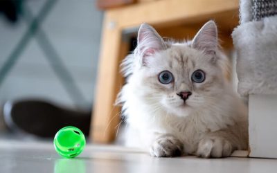 7 façons d’enrichir la vie intérieure de votre chat