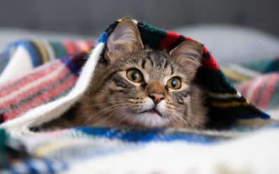 7 façons de garder votre chat au chaud en hiver