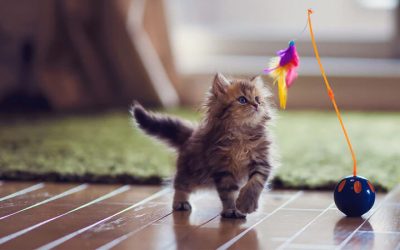 7 façons de garder votre chat diverti