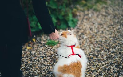 Comment garder votre chat en sécurité à l’extérieur ?