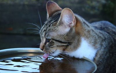 5 façons de garder votre chat hydraté