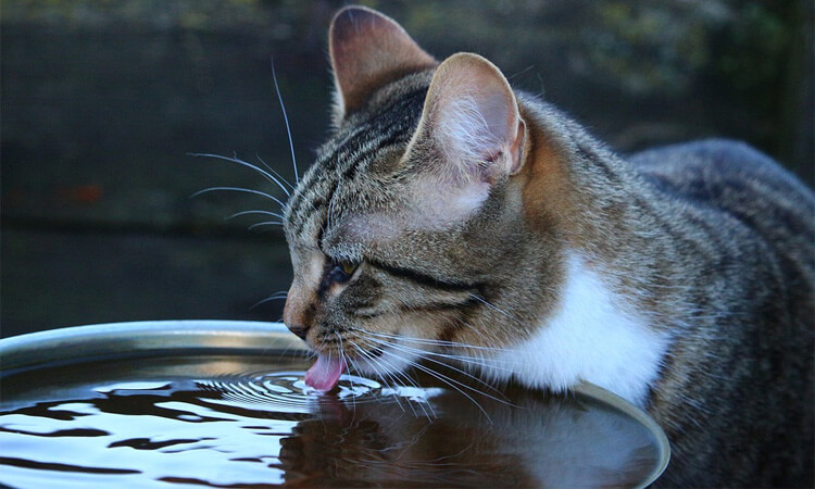 garder votre chat hydraté