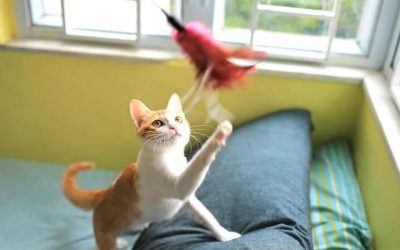 10 jeux amusants à jouer avec vos chats