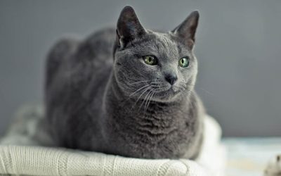 Qu’est-ce qu’un pain de chat et pourquoi le font-ils ?