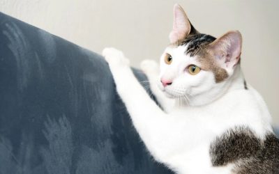 Pourquoi les chats griffent les meubles ?
