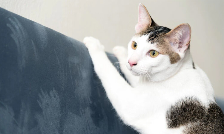 pourquoi les chats griffent les meubles
