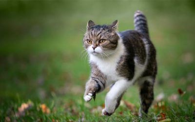 Pourquoi les chats s’enfuient-ils de la maison ?