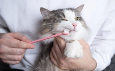 Comment prendre soin des dents de votre chat ?