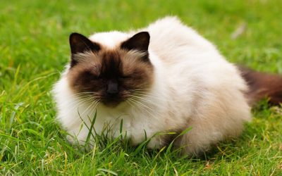 7 races de chats à poils longs populaires