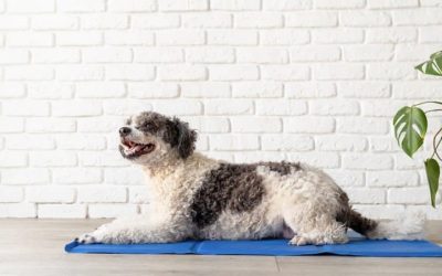 Comment fonctionne un tapis rafraîchissant pour chien ?