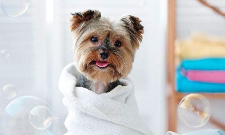 Comment laver son chien sans shampoing pour chien