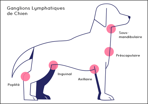 ganglions lymphatiques de chien