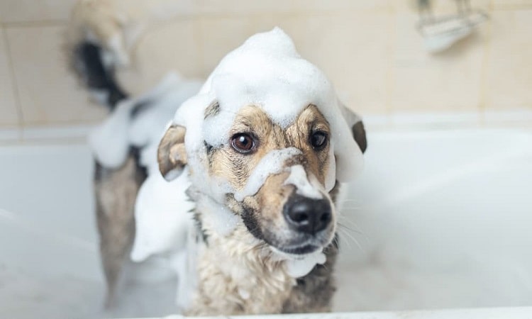 Peut-on laver un chien avec du shampoing humain