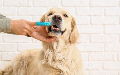 Peut-on utiliser du dentifrice humain pour chiens ?