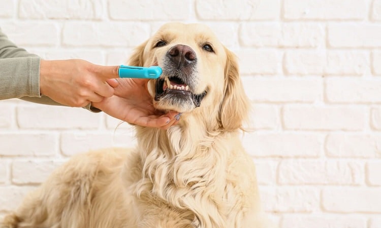 peut on utiliser du dentifrice humain pour chien
