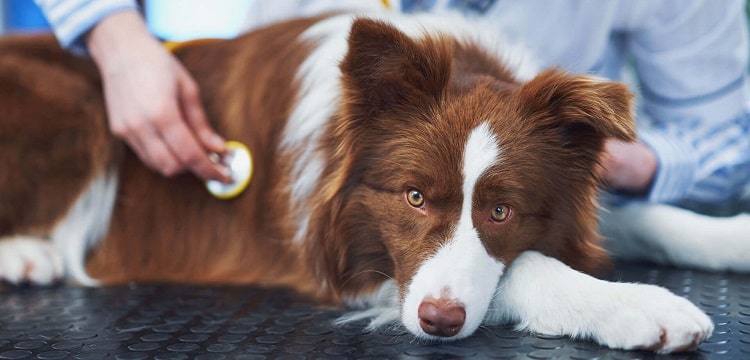 traitement de la toux du chien