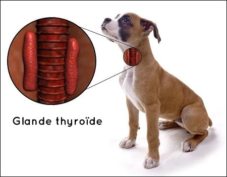 hyperthyroïdie chien